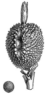 Capsule - Fissuricidal